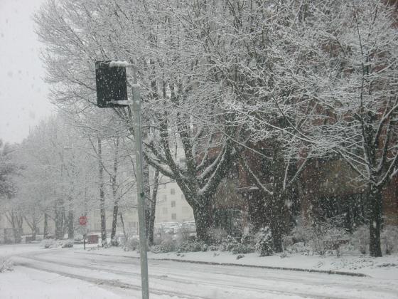 snow-1-27-08-001.jpg